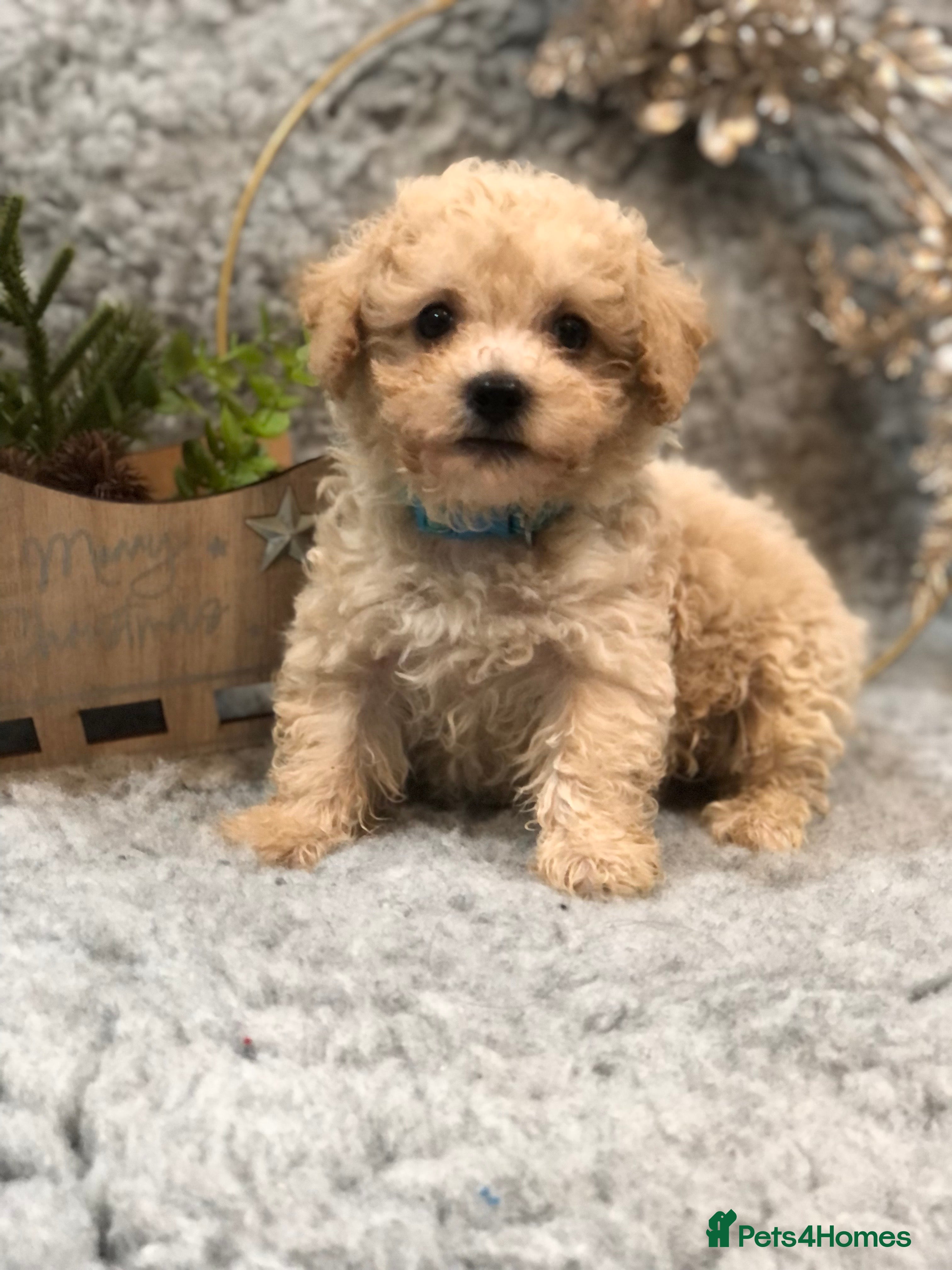 Poochon dogs Tiny babies ❤️❤️❤️ - Advert 1