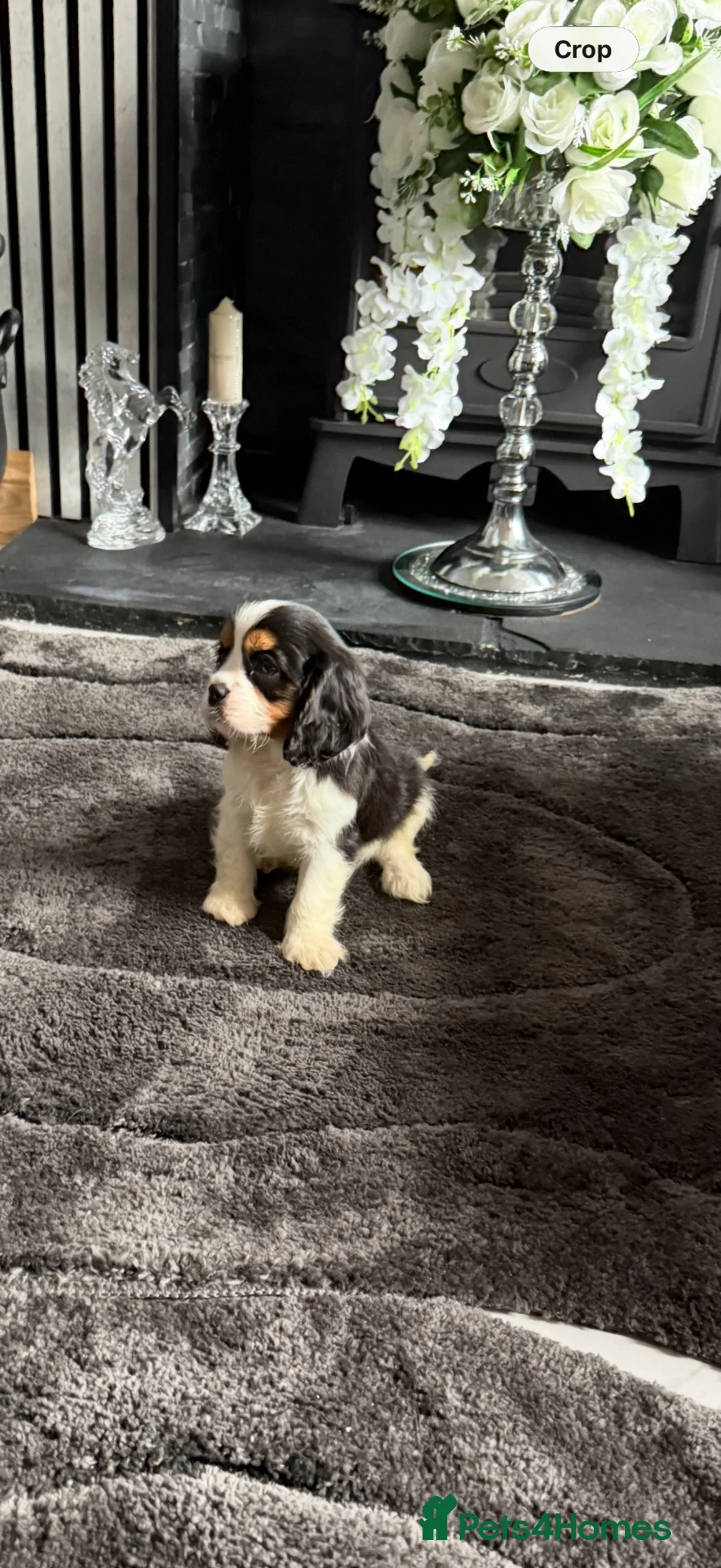 Cavalier King Charles Spaniel dogs for sale: 💙Ready now Kc dna clear cavalier pupies 💙 - Advert 2