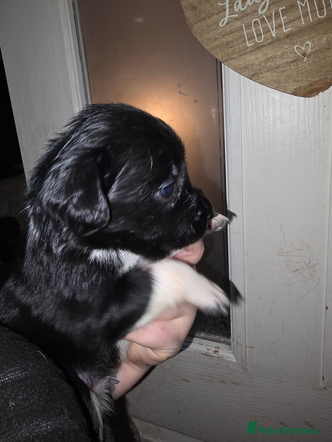 Mixed Breed dogs for sale: Beautifull sprollie pups - Advert 2