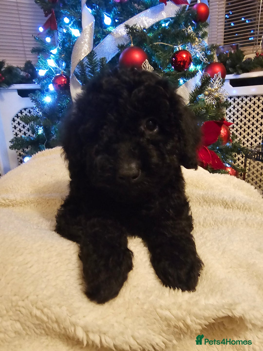 Cockapoo dogs for sale: Cockerpoo puppies - Advert 3