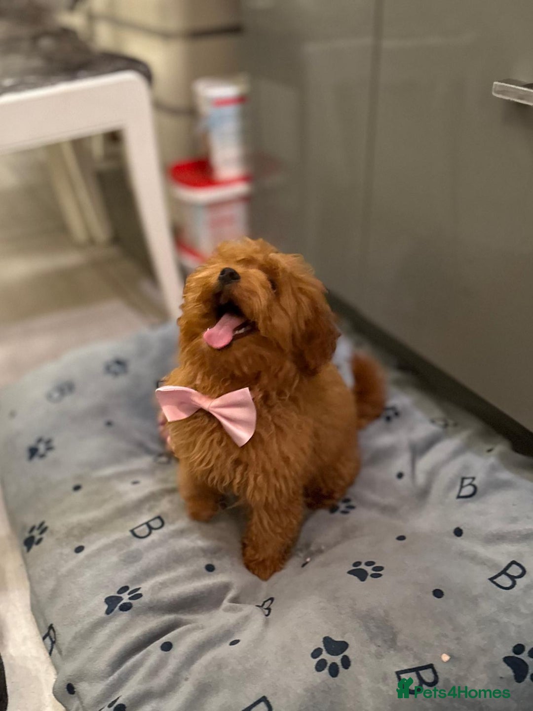 Miniature Poodle dogs for sale: 🐶 Toy/Miniature Poodle Puppies! 🐾 - Image 4