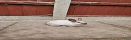 Mixed Breed rabbits for sale: 5 baby bunnies - Advert 8