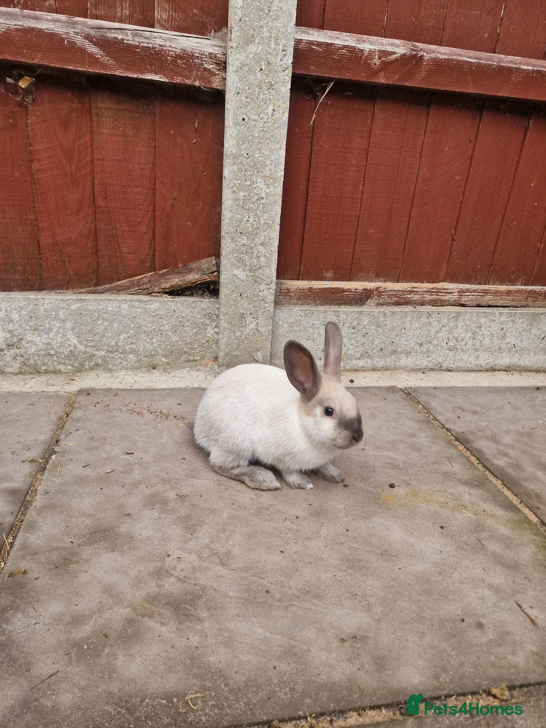 Mixed Breed rabbits for sale: 5 baby bunnies - Advert 8