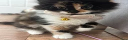 Mixed Breed cats for sale: Beautiful 8week old kittens  - Advert 3