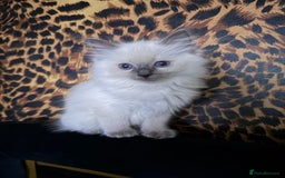 Ragdoll cats for sale: Gorgeous ragdoll kittens 💕 - Image 5