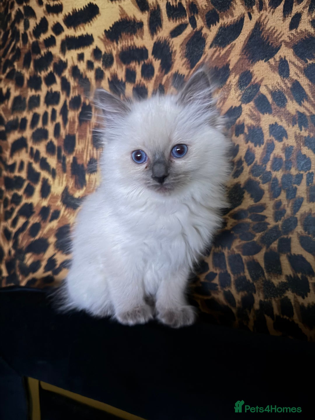 Ragdoll cats for sale: Gorgeous ragdoll kittens 💕 - Image 5