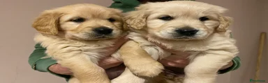 Golden Retriever Puppy 3