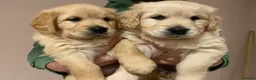 Golden Retriever dogs for sale: Gorgeous Golden Retriever Puppies - Advert 4