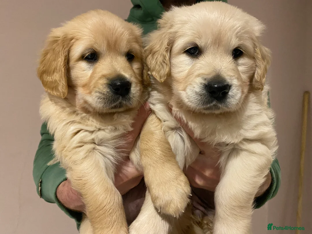Golden Retriever dogs for sale: Gorgeous Golden Retriever Puppies - Advert 4