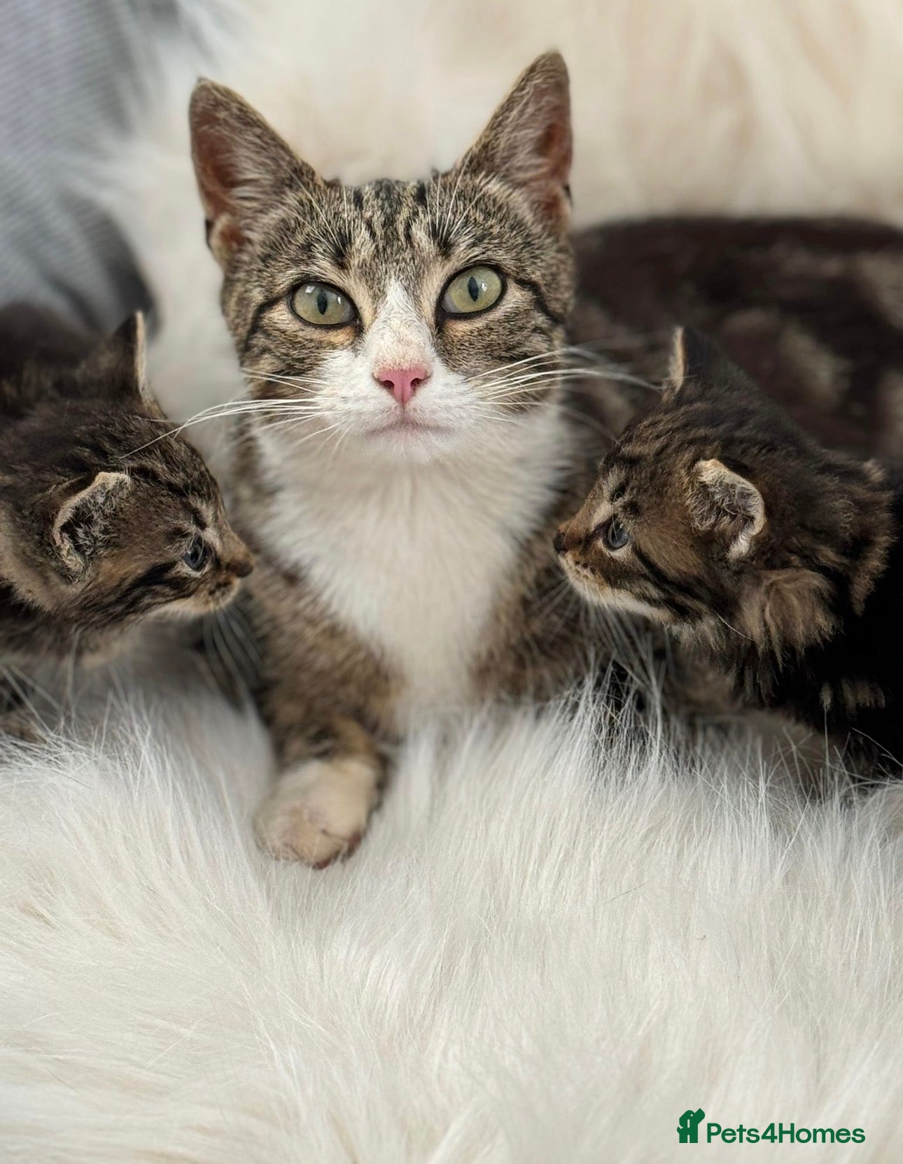 Mixed Breed cats Beautiful friendly well handled kittens - Advert 1