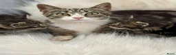 Mixed Breed cats for sale: Beautiful friendly well handled kittens - Advert 1