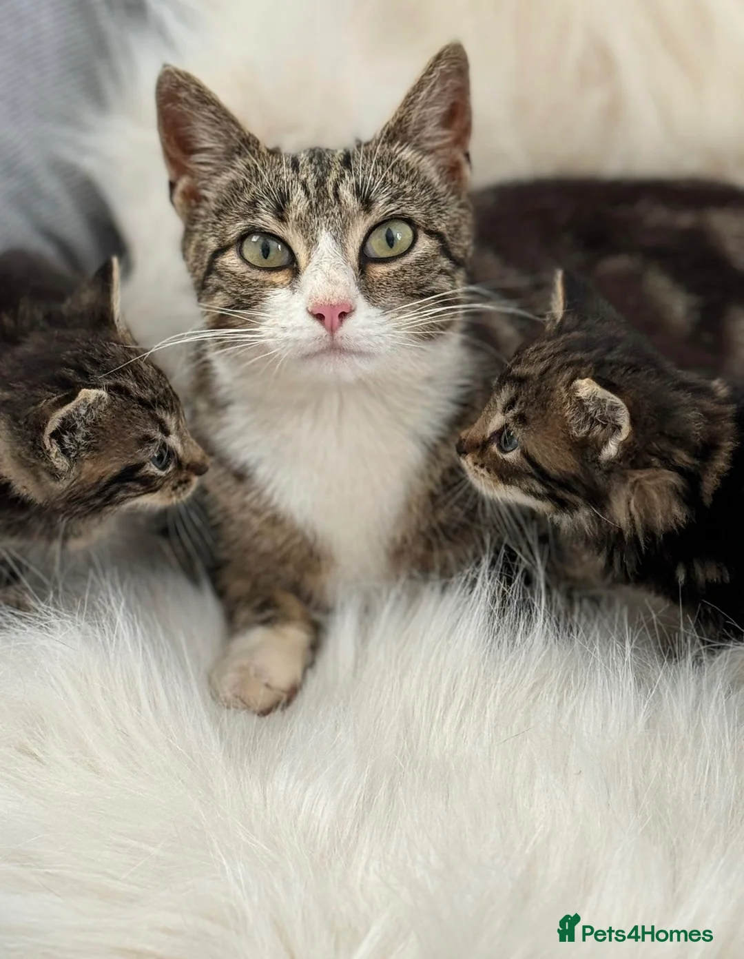 Mixed Breed cats for sale: Beautiful friendly well handled kittens - Advert 1