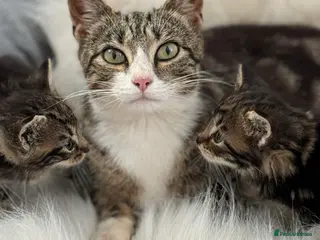 Mixed Breed cats Beautiful friendly well handled kittens - Advert 1