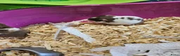 Hamster rodents for sale: Gorgeous Syrian hamsters  - Advert 7