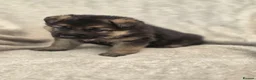 German Shepherd dogs for sale: German shepherd pups - Advert 23