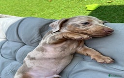 Dachshund dogs for sale: Miniature Dachshund Puppies  in Hull - Image 17
