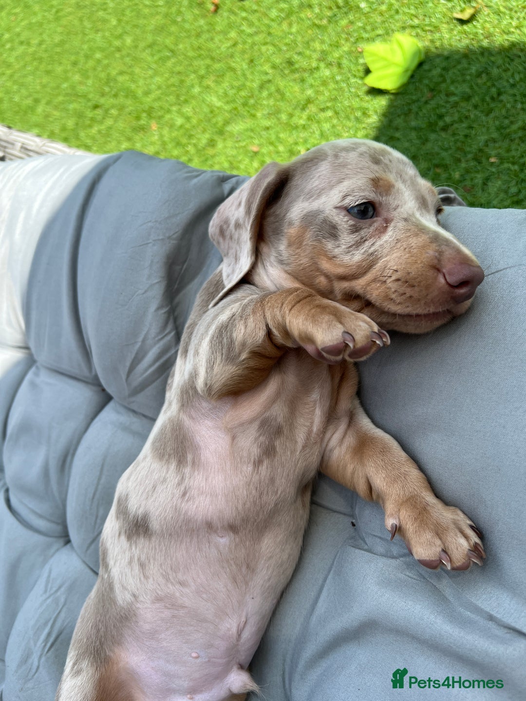Dachshund dogs for sale: Miniature Dachshund Puppies  in Hull - Image 17