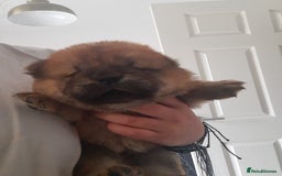 Chow Chow dogs for sale: Chow chow puppies for sale - Image 18