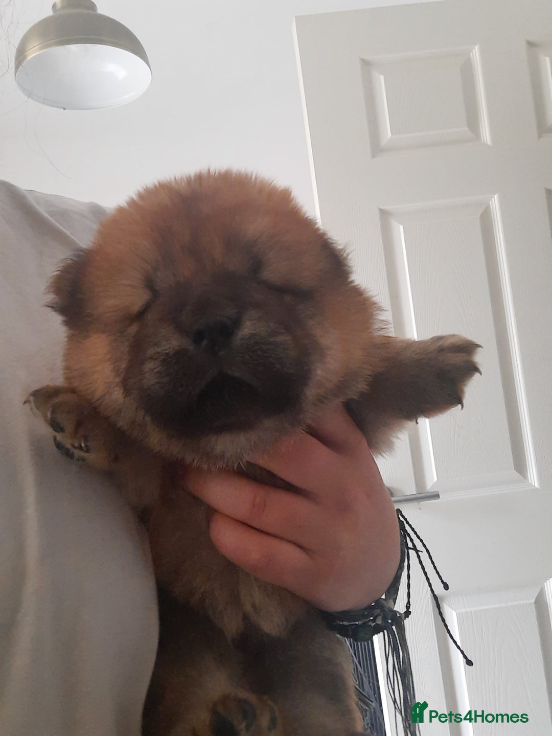 Chow Chow dogs for sale: Chow chow puppies for sale - Image 18