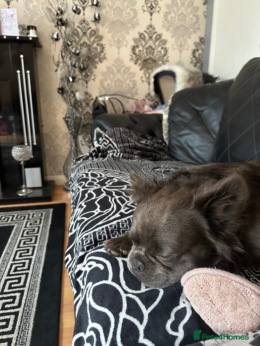 French Bulldog dogs for sale: Beautiful full fluffy French bulldog  - Advert 14