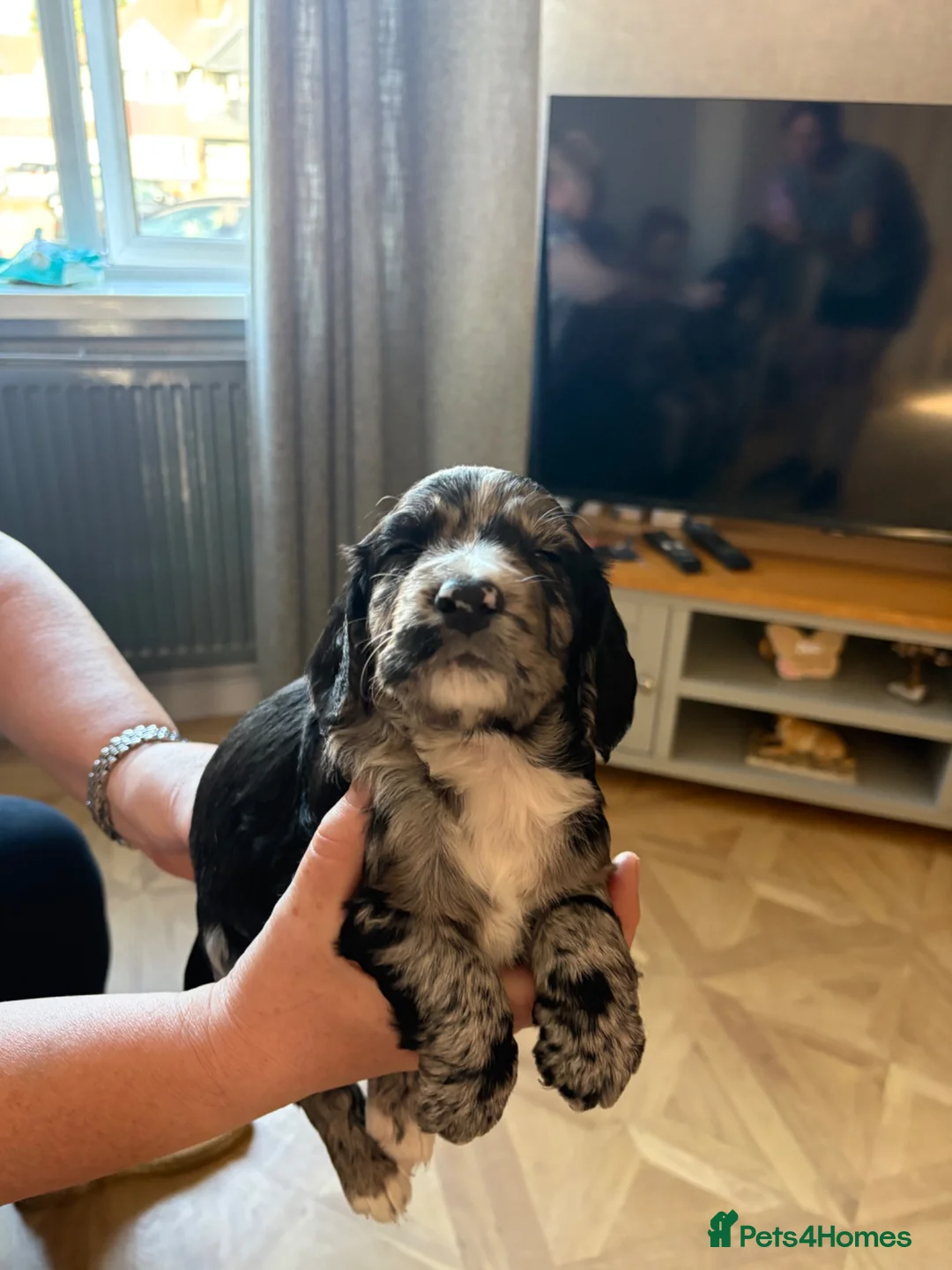 Cocker Spaniel dogs for sale: Beautiful cocker spaniels puppies  - Advert 2