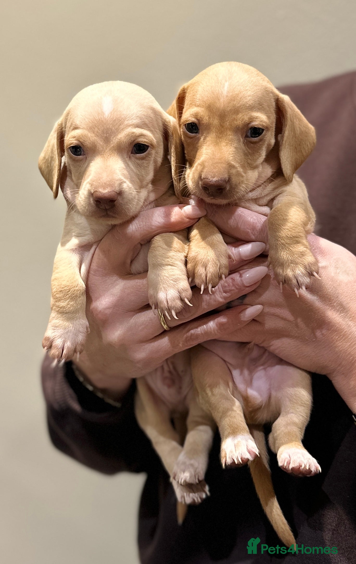 Miniature Dachshund dogs KC miniature dachshunds  - Advert 1