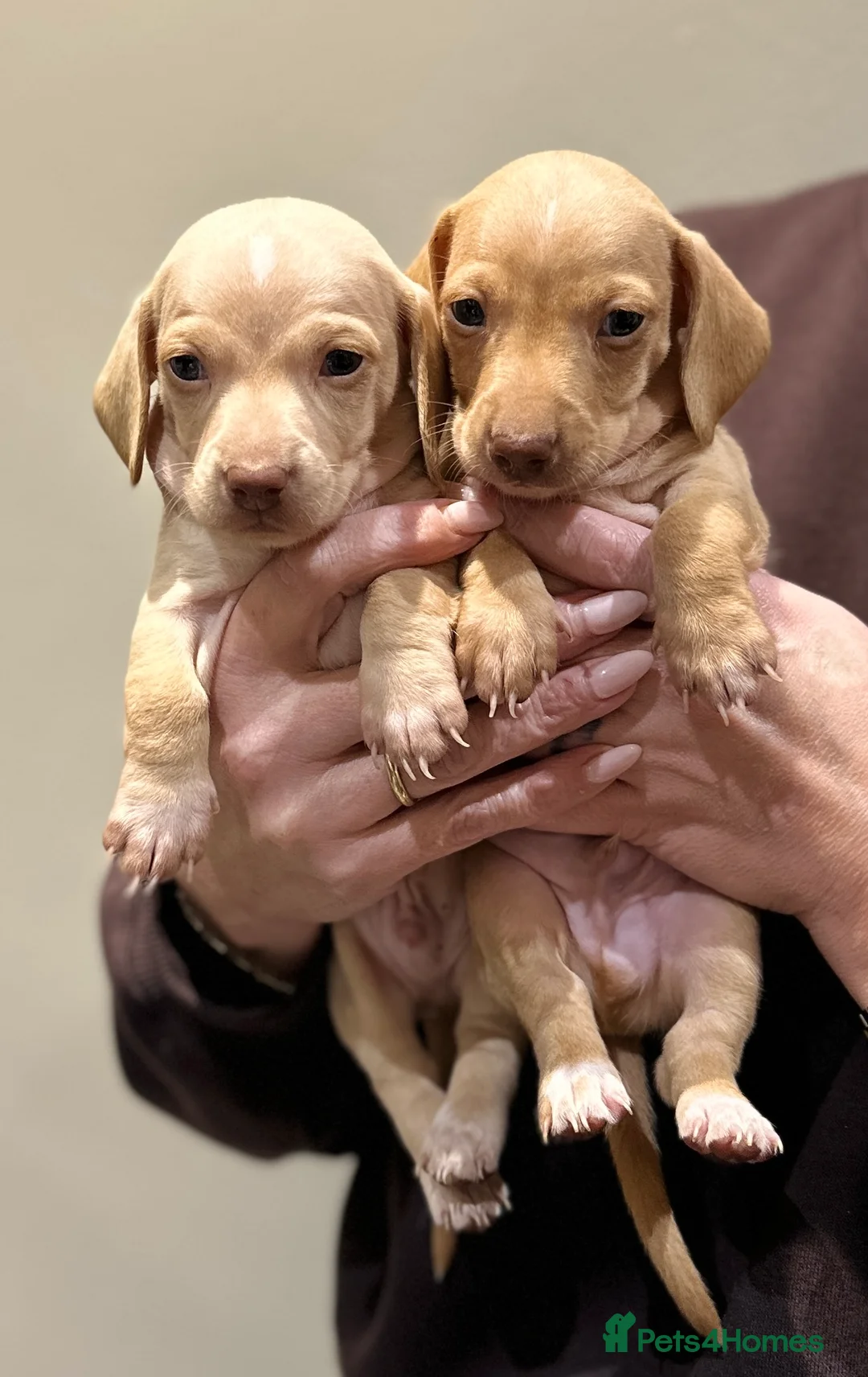 Miniature Dachshund dogs for sale: KC miniature dachshunds  - Advert 8