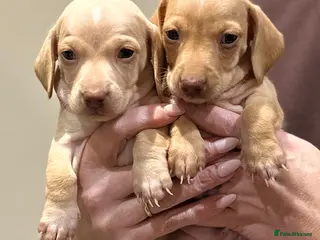 Miniature Dachshund dogs KC miniature dachshunds - Advert 1