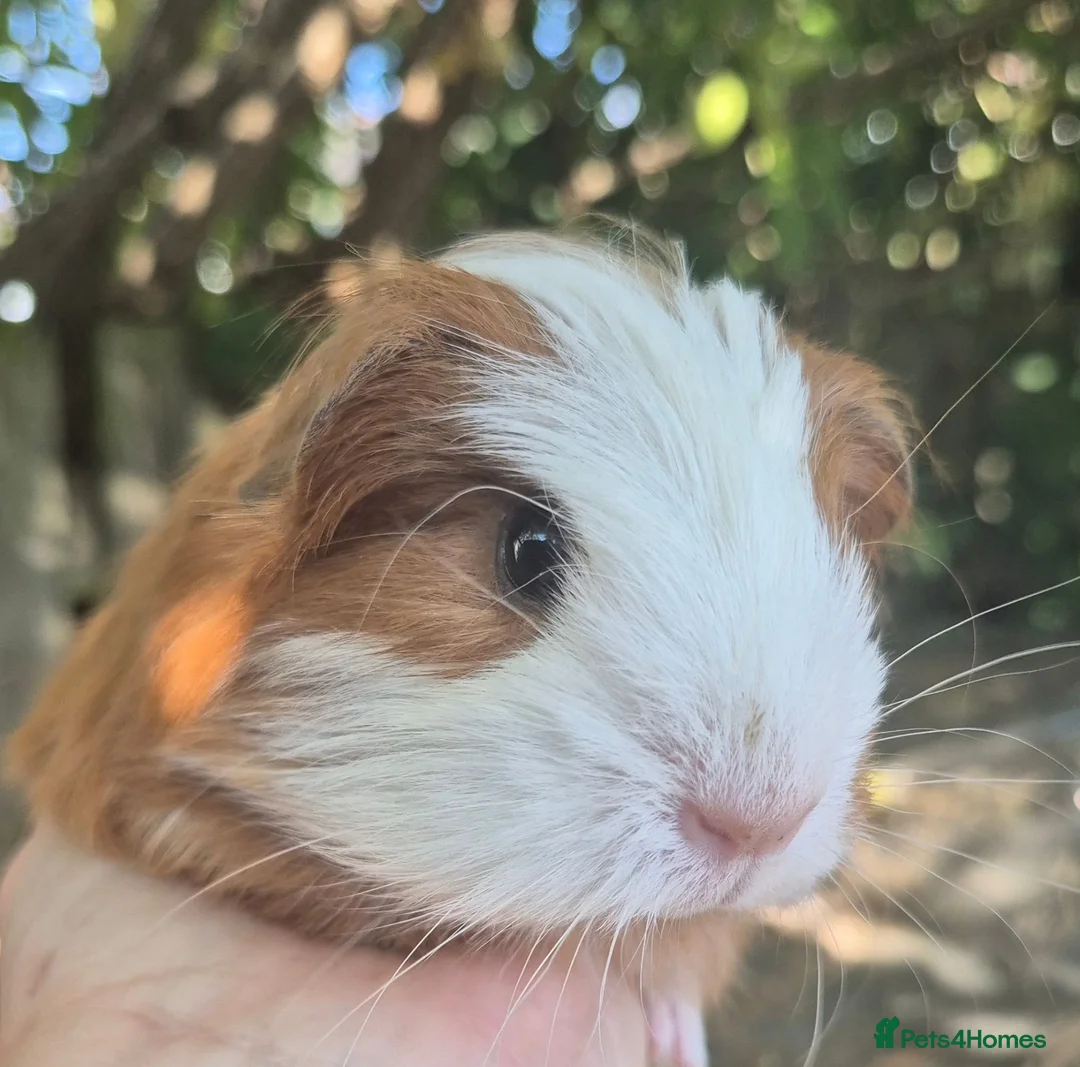 Guinea Pig rodents for sale: 2 x sheltie 1 x texel all boys.  - Advert 2