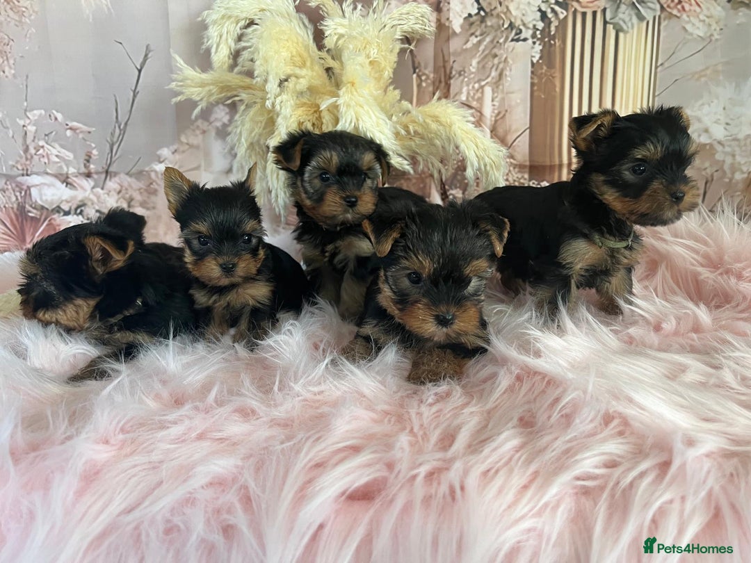 Yorkshire Terrier dogs for sale: Our amazing five pups are fully registered - Advert 2