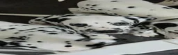 Dalmatian dogs for sale: StrictlyDals *Litter of 8 puppies  - Advert 2