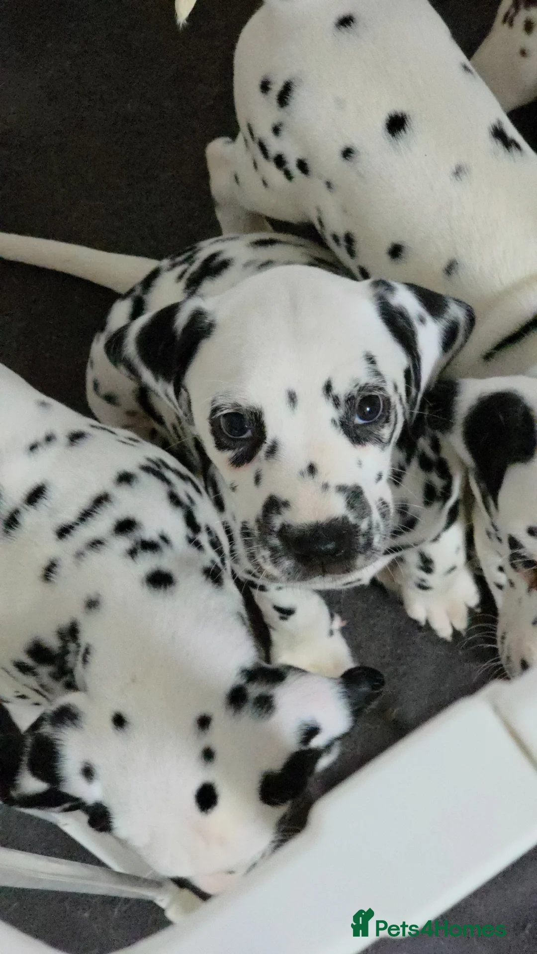 Dalmatian dogs for sale: StrictlyDals *Litter of 8 puppies  - Advert 2