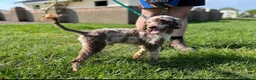 Mixed Breed dogs for sale: Stunning Miniature Merle Poodles - Advert 3