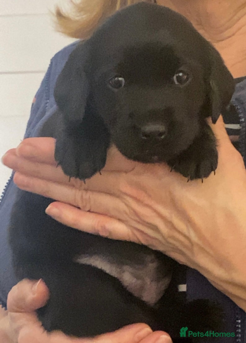 Goldador dogs 🐾 Beautiful Female Labrador x Retriever Puppy 🐕 - Advert 17