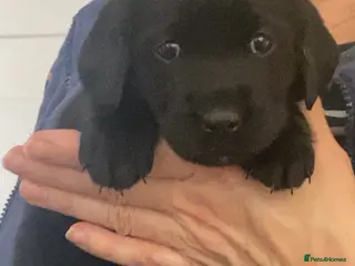 Goldador dogs 🐾 Beautiful Female Labrador x Retriever Puppy 🐕 - Advert 17
