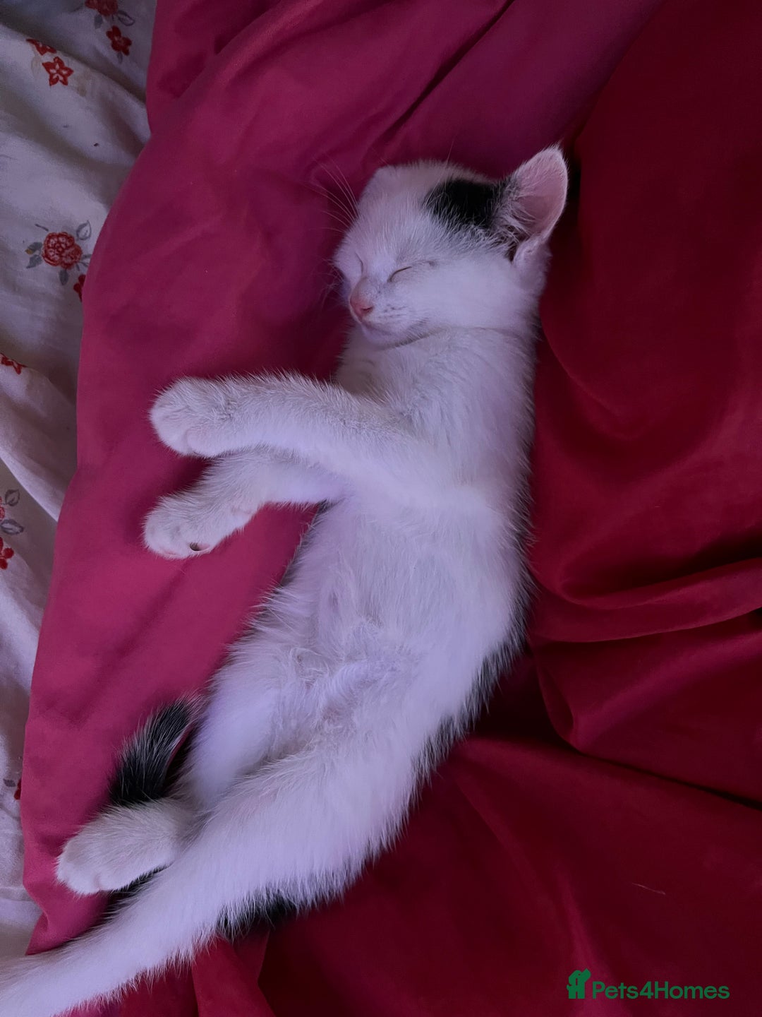 Mixed Breed cats for sale: Kittens - Advert 12