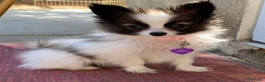 Papillon 5