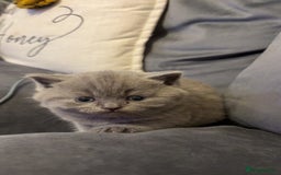 British Shorthair cats for sale: British Blue SH Kittens, TICA, Queens,Studs. - Image 10