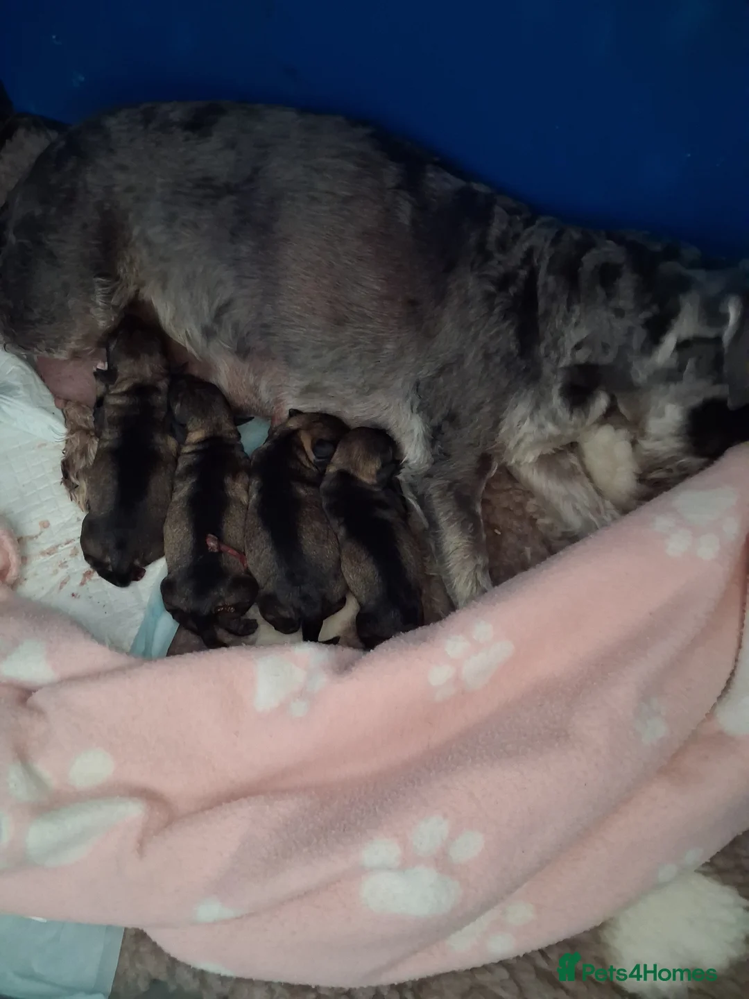 Miniature Schnauzer dogs for sale: Beautifull miniture shnauzer pups - Advert 7
