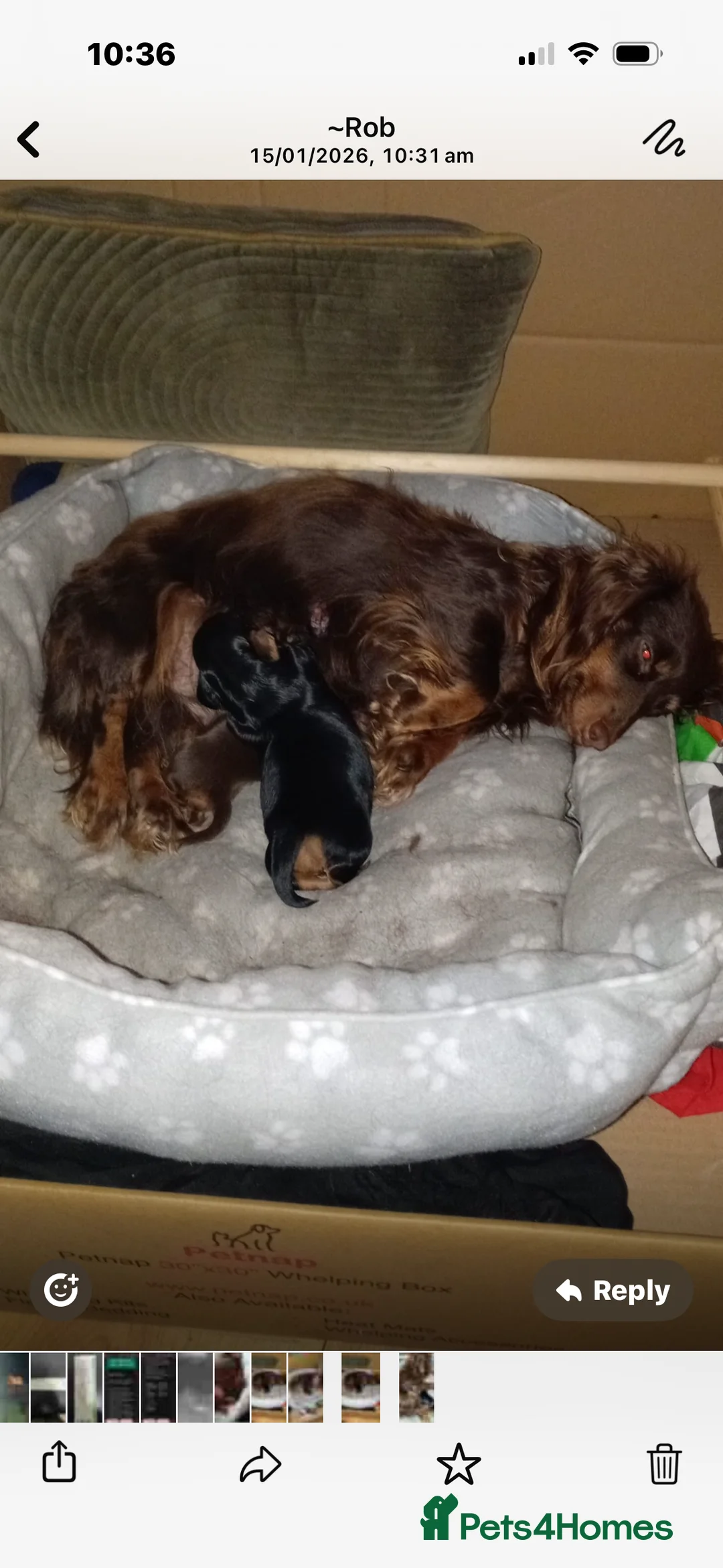 Dachshund dogs for sale: Miniature longhair dachshund puppies kc reg - Advert 2