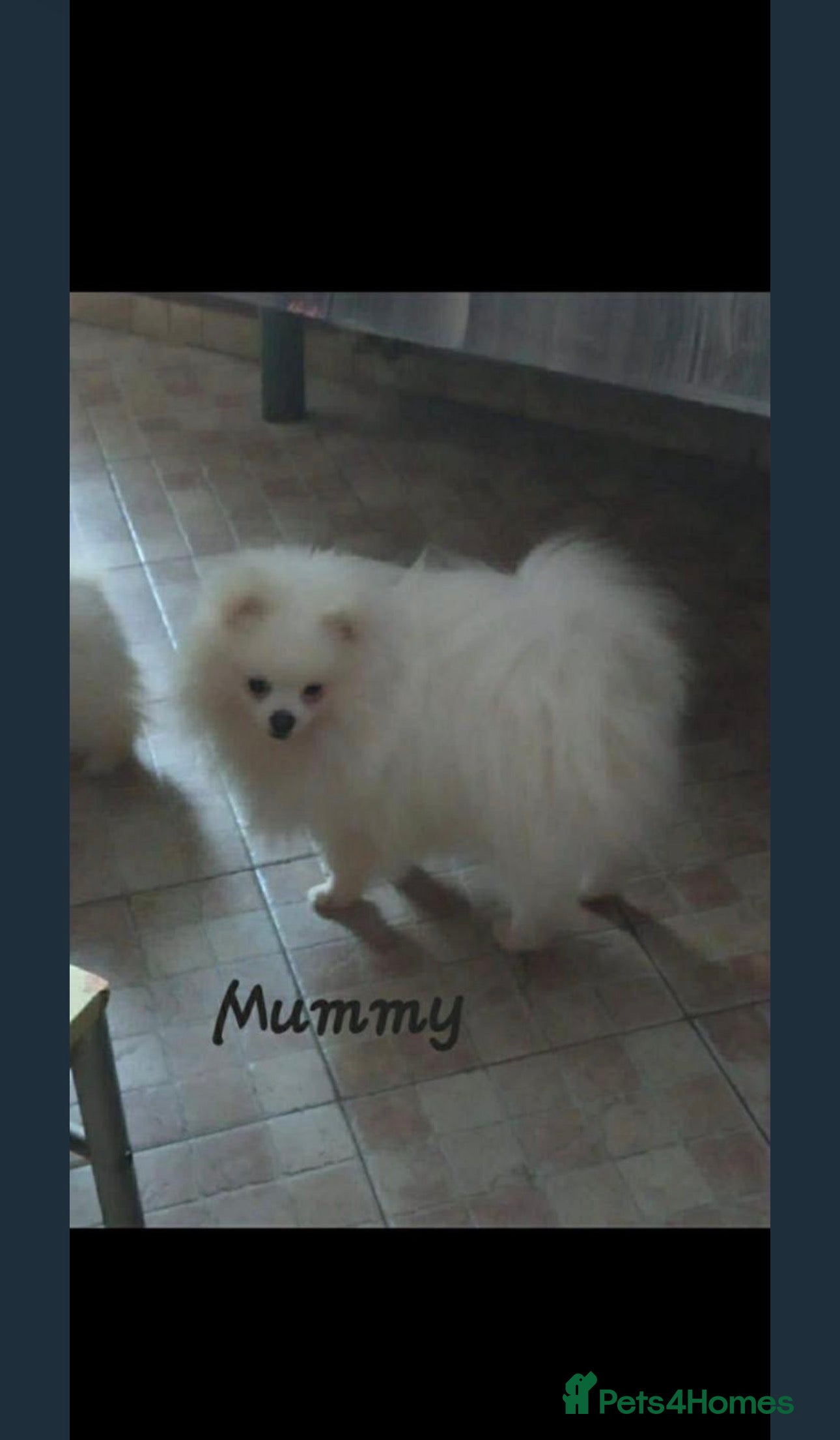 Pomeranian dogs Beautiful Pomeranian for sale  in Ryton - Advert 1