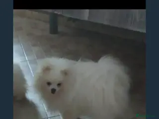 Pomeranian dogs Beautiful Pomeranian for sale in Ryton - Advert 1