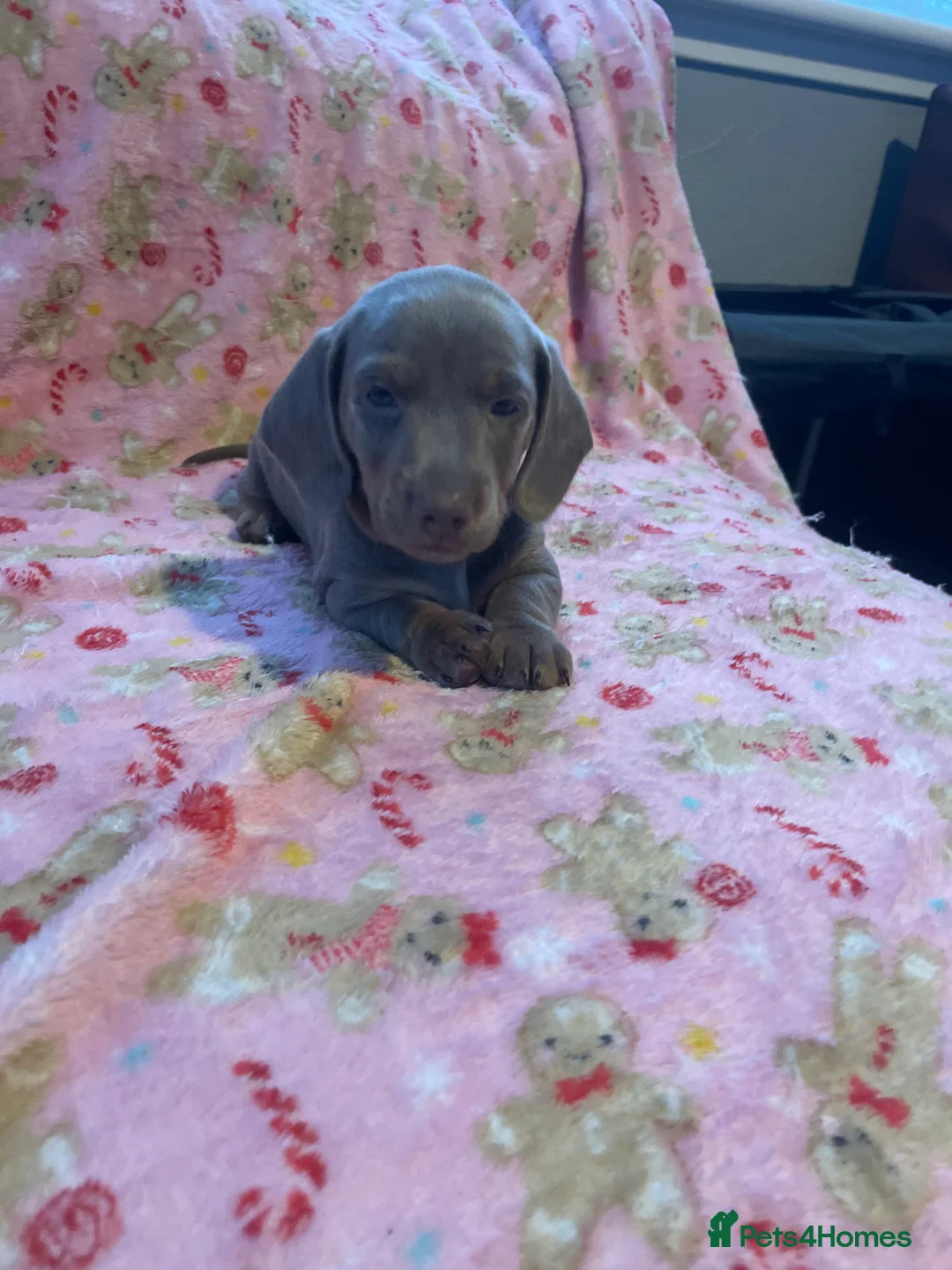 Dachshund dogs for sale: Dachshund puppies  - Advert 2