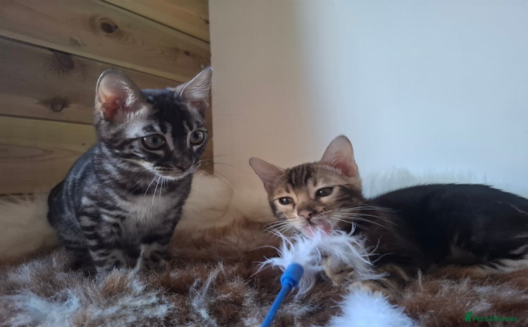 Bengal cats Stunning  bengal kittens TICA reg - Advert 16