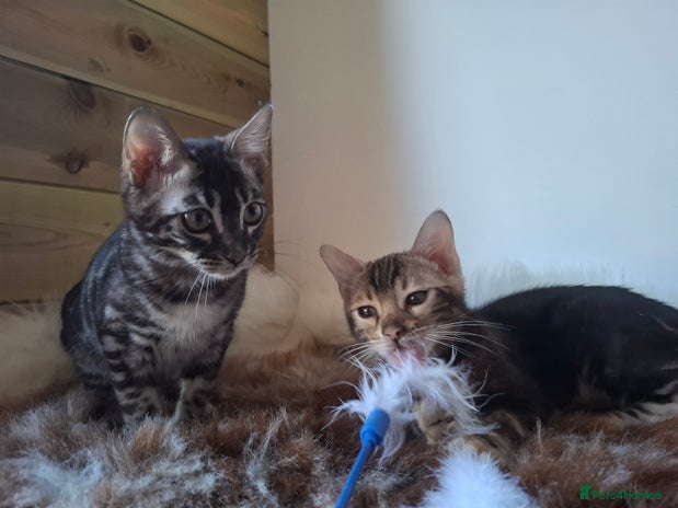 Bengal cats Stunning bengal kittens TICA reg - Advert 16