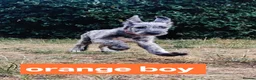 Irish Wolfhound dogs for sale: HEALTH TESTED KC Reg Irish Wolfhound Male - Advert 7