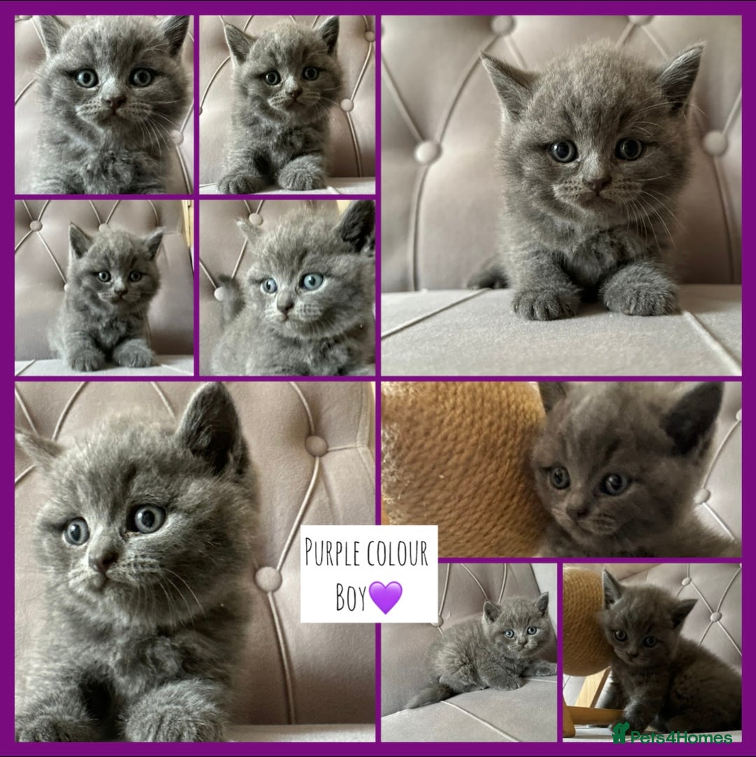 Scottish Fold cats for sale: Adorable Scottish Fold & Straight Kittens 💕🐾 - Image 4