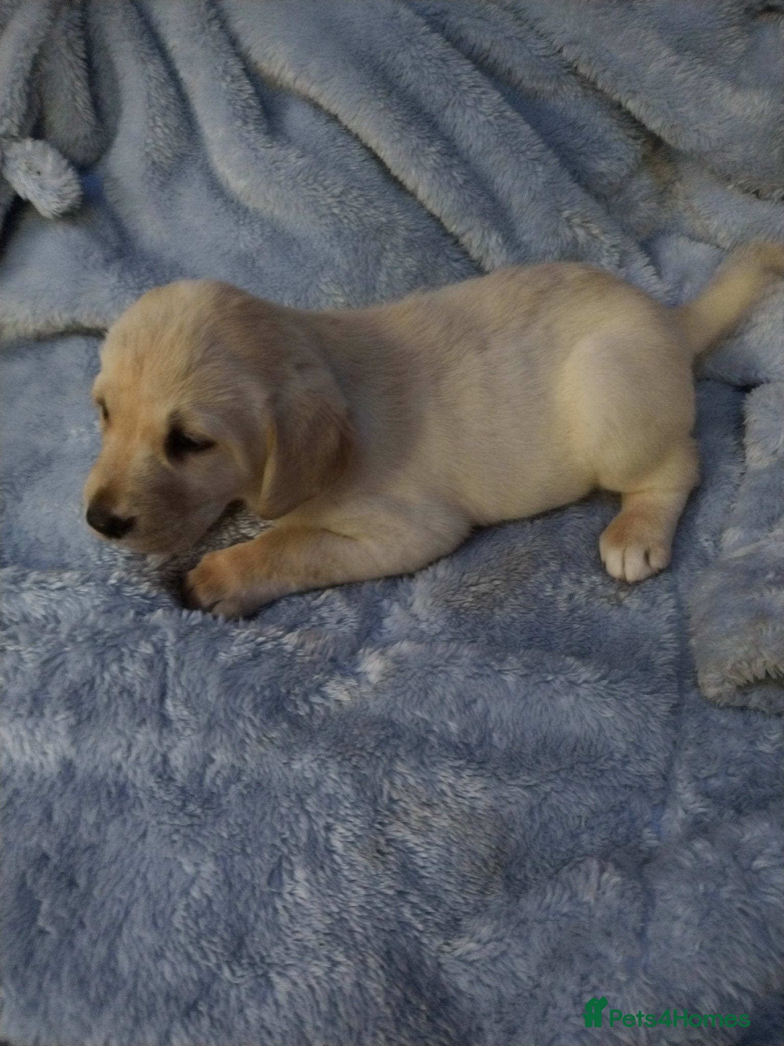Labrador Retriever dogs Labrador puppys - Advert 1