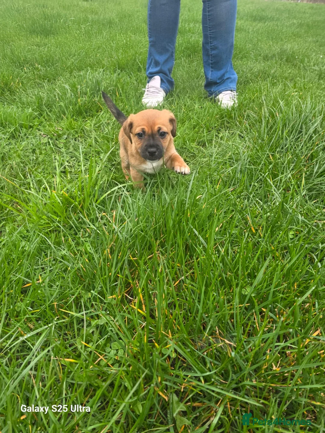 Jack Russell dogs for sale: Jack Russell puppies!  - Advert 19