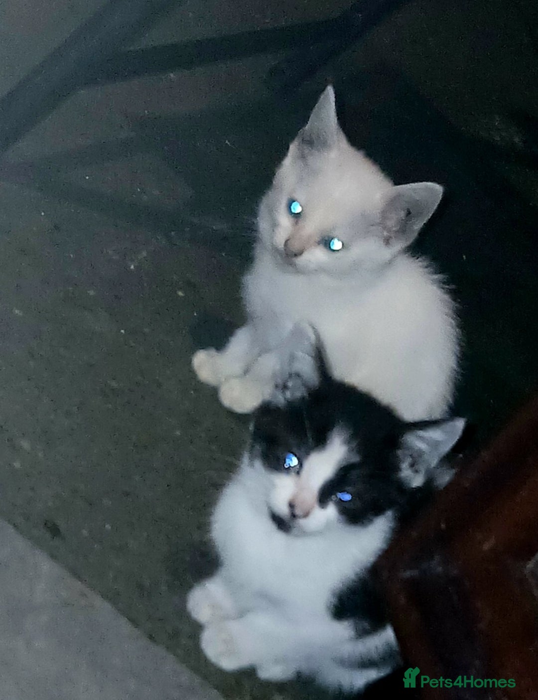 European cats for sale: Cats  - Image 4